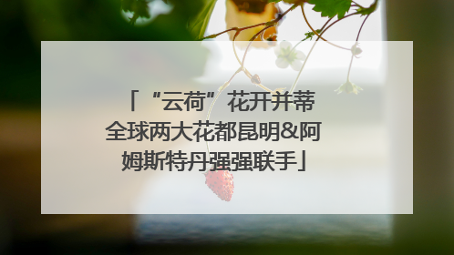 “云荷”花开并蒂 全球两大花都昆明&阿姆斯特丹强强联手