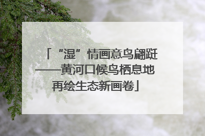 “湿”情画意鸟翩跹——黄河口候鸟栖息地再绘生态新画卷