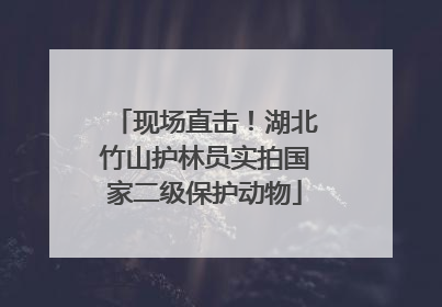现场直击！湖北竹山护林员实拍国家二级保护动物