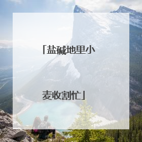 盐碱地里小麦收割忙