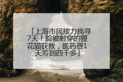 上海市民接力找寻7天！脸被射穿的狸花猫获救，医药费1天筹到四千多