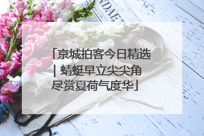 京城拍客今日精选｜蜻蜓早立尖尖角 尽赏夏荷气度华