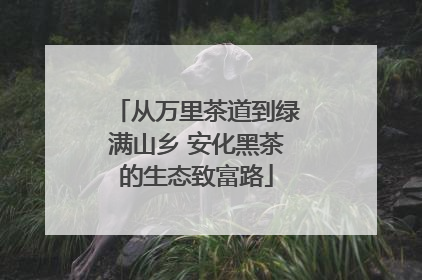 从万里茶道到绿满山乡 安化黑茶的生态致富路