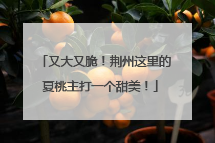 又大又脆！荆州这里的夏桃主打一个甜美！