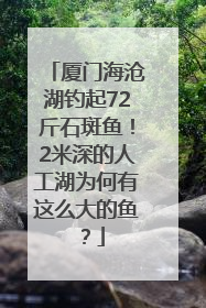 厦门海沧湖钓起72斤石斑鱼！2米深的人工湖为何有这么大的鱼？