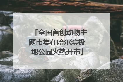 全国首创动物主题市集在哈尔滨极地公园火热开市