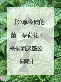 分享今夏的第一朵荷花！来杨浦这座公园吧