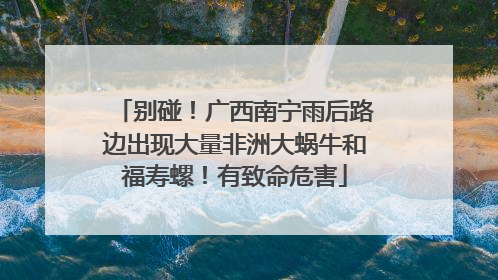 别碰！广西南宁雨后路边出现大量非洲大蜗牛和福寿螺！有致命危害
