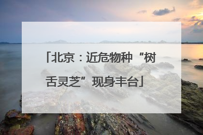 北京：近危物种“树舌灵芝”现身丰台