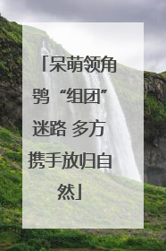 呆萌领角鸮“组团”迷路 多方携手放归自然