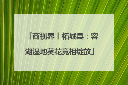 商视界丨柘城县：容湖湿地葵花竞相绽放