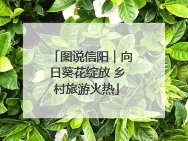 图说信阳｜向日葵花绽放 乡村旅游火热