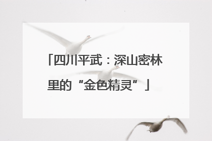 四川平武:深山密林里的“金色精灵”