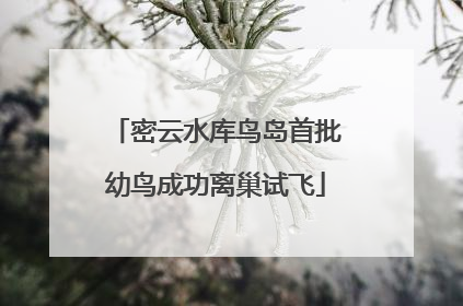 密云水库鸟岛首批幼鸟成功离巢试飞