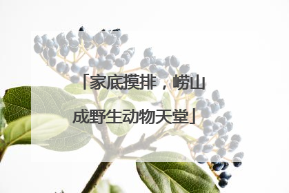家底摸排，崂山成野生动物天堂