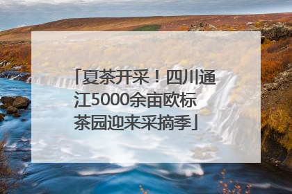 夏茶开采！四川通江5000余亩欧标茶园迎来采摘季