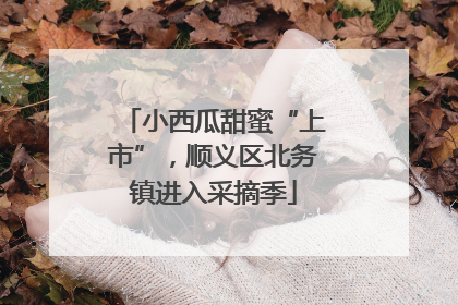 小西瓜甜蜜“上市”，顺义区北务镇进入采摘季