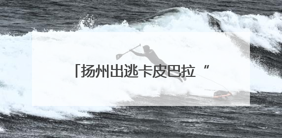 扬州出逃卡皮巴拉“豆包”公开征婚：无须彩礼且有正式编制