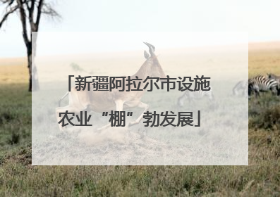 新疆阿拉尔市设施农业“棚”勃发展
