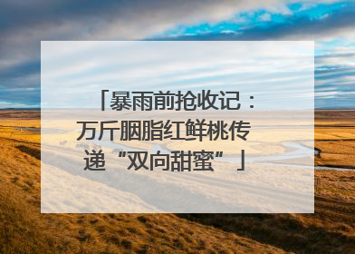 暴雨前抢收记：万斤胭脂红鲜桃传递“双向甜蜜”