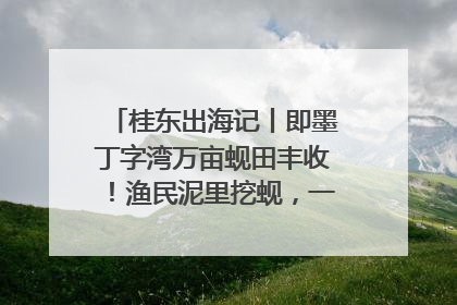 桂东出海记丨即墨丁字湾万亩蚬田丰收！渔民泥里挖蚬，一天上岸过千斤