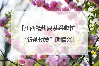 江西赣州夏茶采收忙 “新茶勃发”助振兴