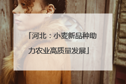 河北：小麦新品种助力农业高质量发展