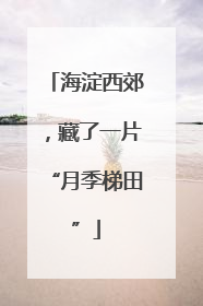 海淀西郊，藏了一片“月季梯田”