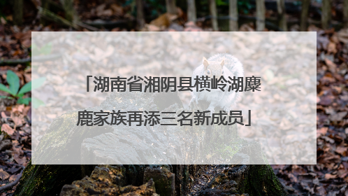湖南省湘阴县横岭湖麋鹿家族再添三名新成员