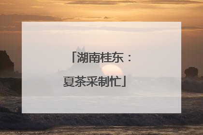 湖南桂东：夏茶采制忙