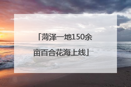 菏泽一地150余亩百合花海上线