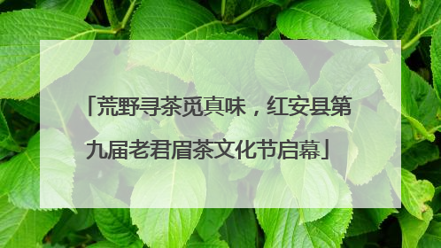 荒野寻茶觅真味，红安县第九届老君眉茶文化节启幕