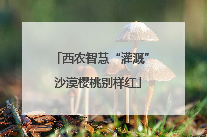 西农智慧“灌溉” 沙漠樱桃别样红
