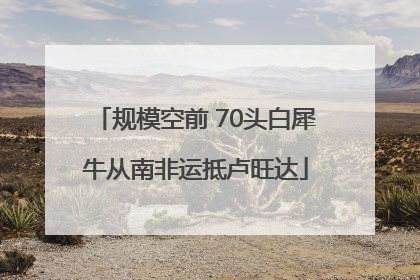 规模空前 70头白犀牛从南非运抵卢旺达