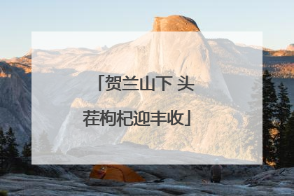 贺兰山下 头茬枸杞迎丰收