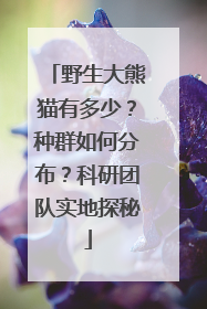 野生大熊猫有多少？种群如何分布？科研团队实地探秘