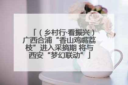 （乡村行·看振兴）广西合浦“香山鸡嘴荔枝”进入采摘期 将与西安“梦幻联动”