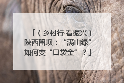 （乡村行·看振兴）陕西留坝：“满山绿”如何变“口袋金”？